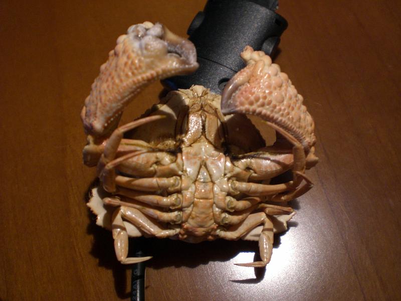 calappa capellonis T.F.C. ventral view A.jpg